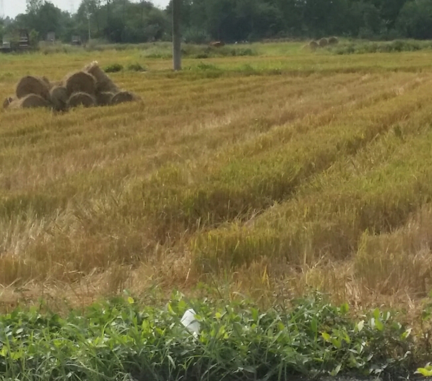 Vietnam trip part 3 – Cần Thơ where I was Born